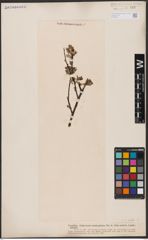 Foto von Salix aurita L.
